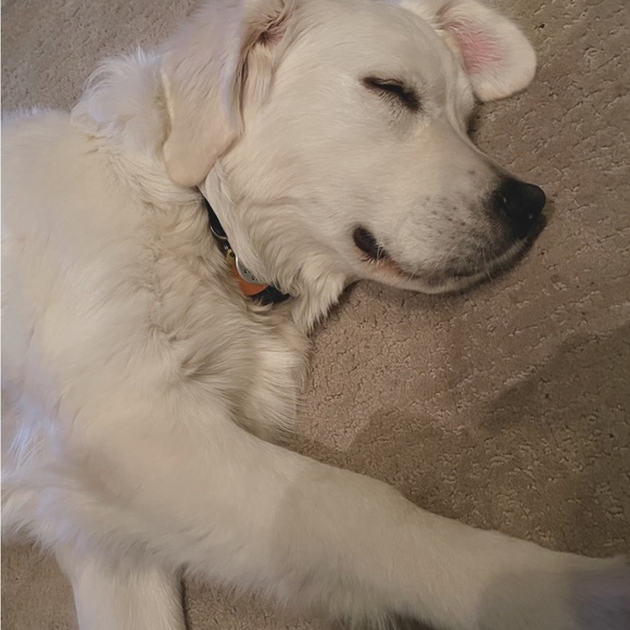 WELCOME TO MY POSHCLOSET 😘 I’m SO happy you popped by 😁 Here’s info on me 😉 - Picture 13 of 15